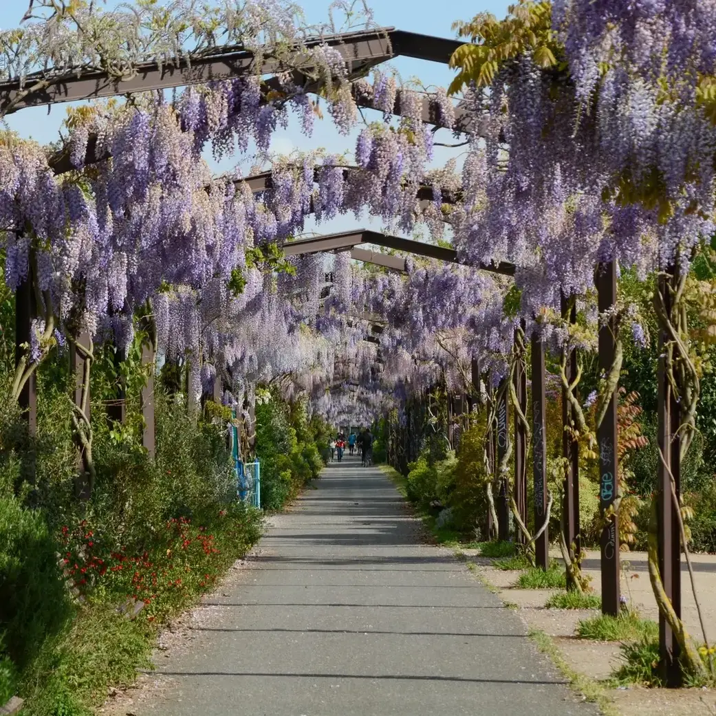 Photo de l'une des promenades du parc aux Angéliques qui longe les quais de la rive droit de la Garonne à Bordeaux. Cet aménagement a été réalisé par Michel DESVIGNE, un architecte paysagiste de renommée internationale. 