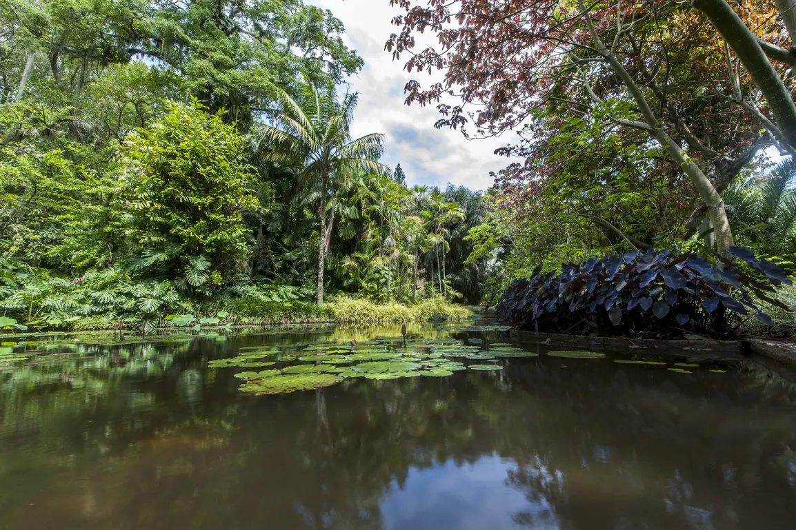 Photo d'une partie du jardin Sitio Roberto Burle Marx. Dans cette partie du jardin, on voit un grand étang contenant diverses plantes d'eau et sur les berges, des plantes exotiques de type monstera, alocasia, palmiers, etc.