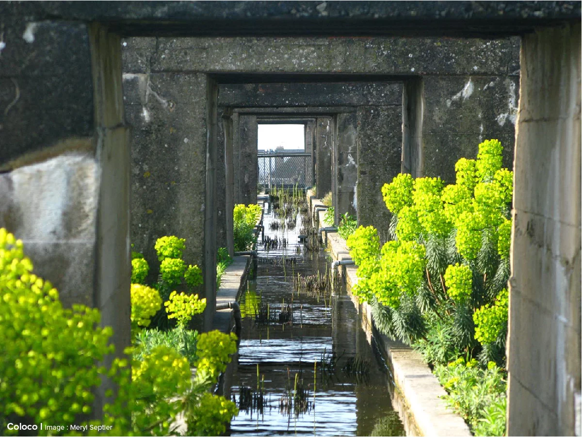 Photo d'un espace vert réalisé par Gilles Clément, célèbre architecte paysagiste Français. Dans cette partie de l'aménagement de la base sous-marine de Saint-Nazaire, on voit des euphorbes autour d'un canal. 