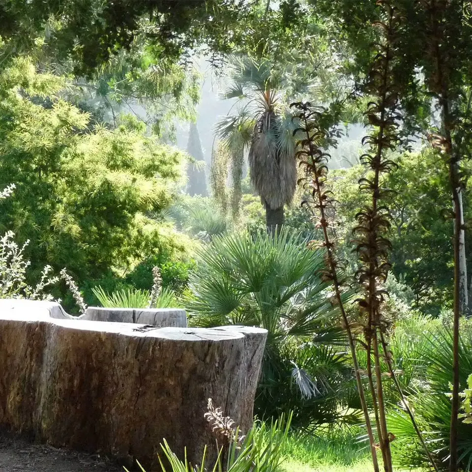 Photo du domaine du Rayol, un jardin réalisé par Gilles Clément sous le thème du jardin planétaire. On peut y voir une végétation dense de plantes exotiques rappelant des forêts tropicales.