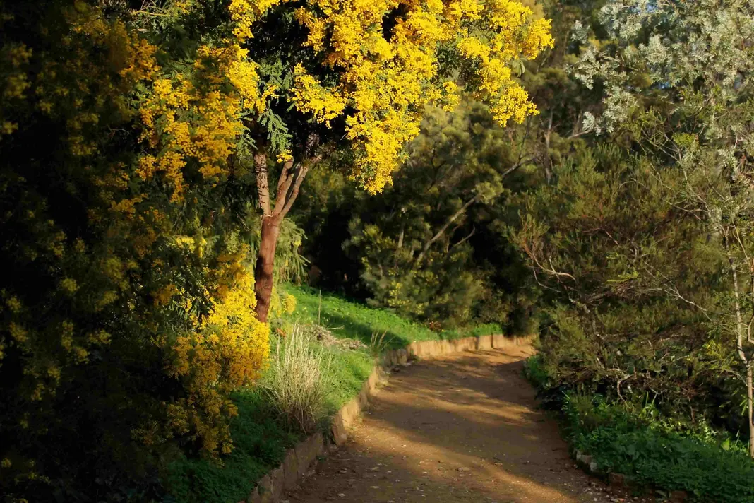 Parc du Domaine du Rayol réalisé par Gilles Clément, paysagiste concepteur français dans le cadre de l'aménagement du parc sous le thème de jardin du monde. Ici, on voit la partie jardin exotique d'Australie avec un magnifique mimosa en Fleur